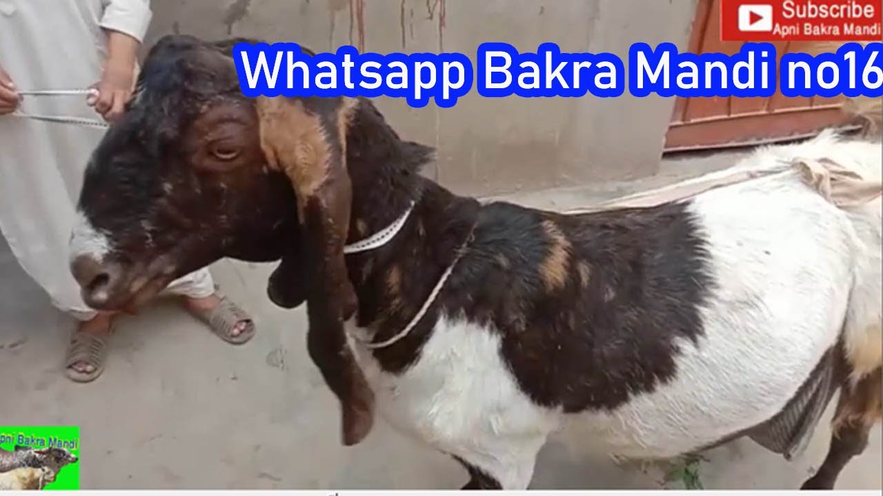 Sell Your Goat Through Whatsapp Bakra Mandi Videos No 16 ||13-03- 2020