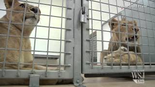 Denver Zoo Lions Are Indoor Cats During Cold Snap