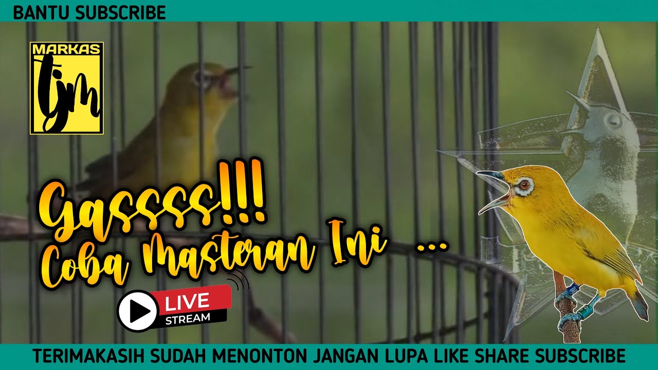 🔴LIVE masteran pleci bahan supaya buka paruh bongkar materi