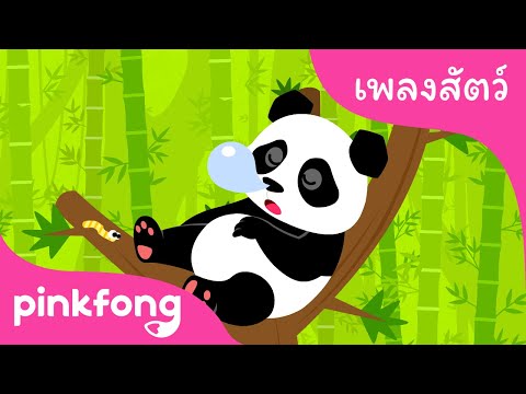 แพนด้า | เพลงสัตว์ | พิ้งฟอง(Pinkfong) เพลงและนิทาน