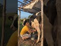Doğal süt bu işte.💖👇 #youtubeshorts #viral #fyp#ferme#inek #çiftlik#animals #süt #doğa