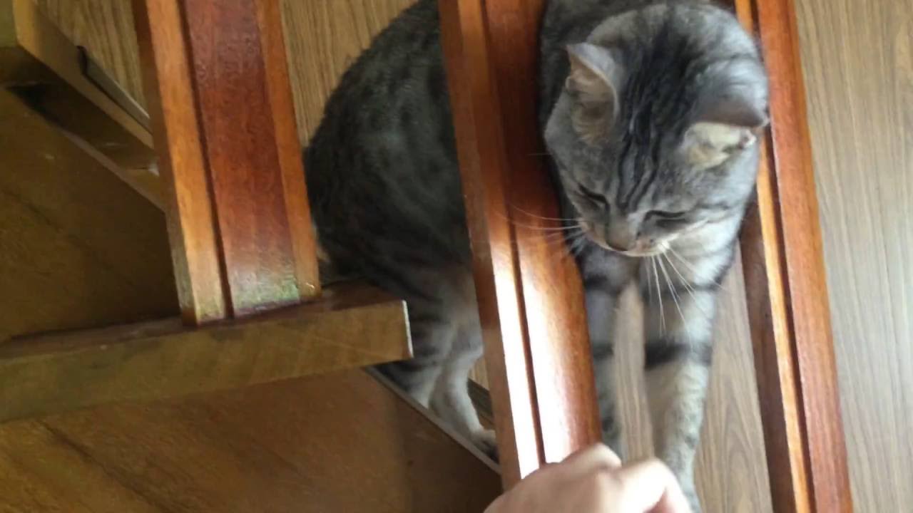 アメショー 猫 甘えんぼうのラム Youtube