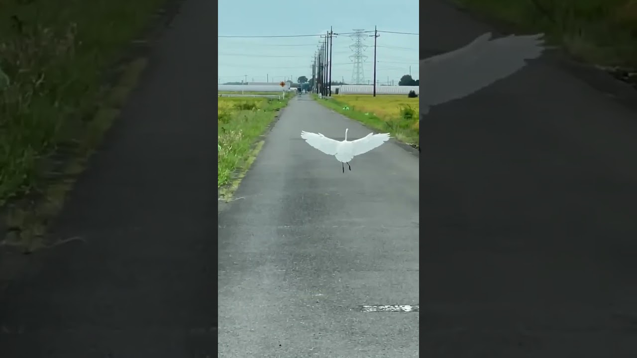 Great Egret Spotted 👀 