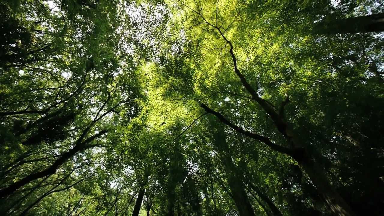 in the green forest YouTube