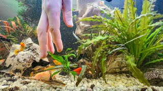 Feeding Pet Fish in Aquarium with Water Sound - My Dream Fish Tank! 4