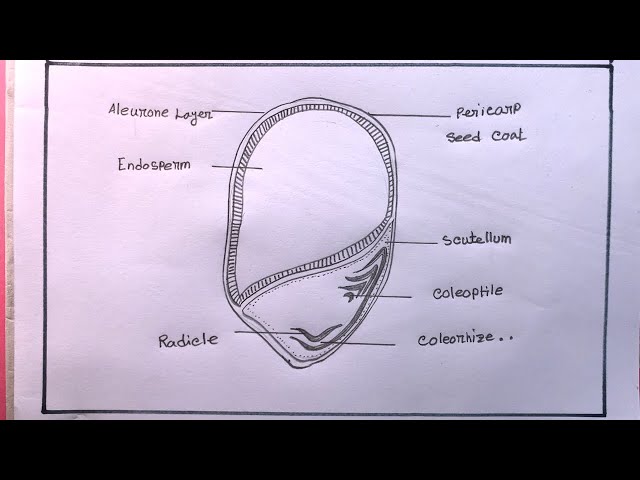 Diagram Well Labelled Diagram Of A Maize Plant Mydiagramonline