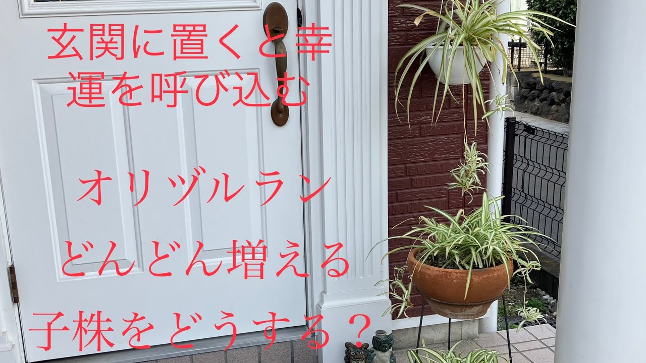 観葉植物】オリヅルラン 増える子株ちゃん達を家の食器を使って