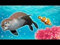Ocean animals for kids  whales sea otter orca sea lion  more