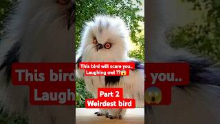 weirdest bird exists in the world part-2#shorts #animals #viral
