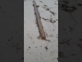 Hurricane Matthew Florida aftermath