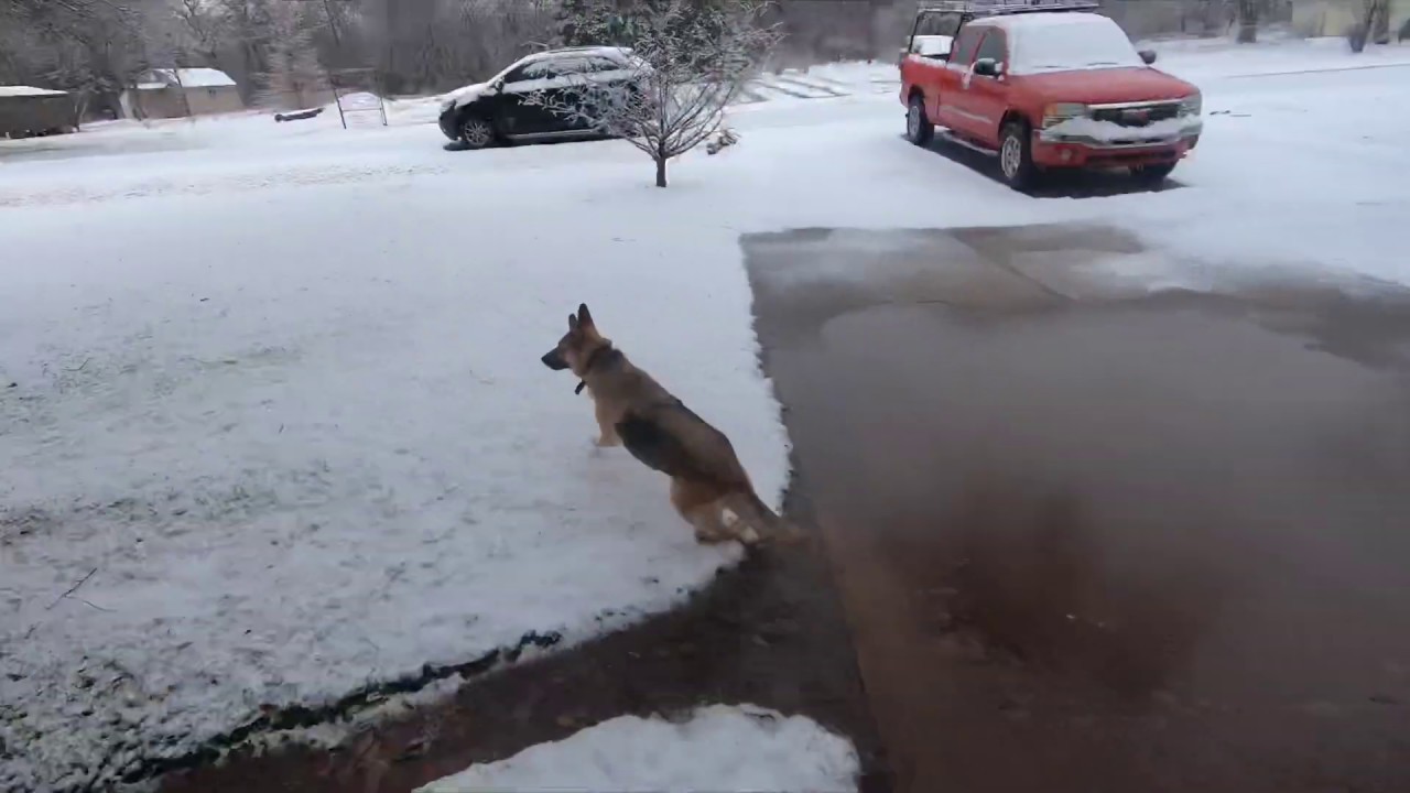 Dog reacts to snow (GoPro Hero 7 Black Test) - YouTube