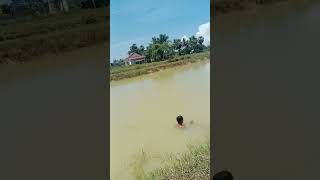 Catching catfish #howtocatchbigsnakehead #fishing #fish #catchfishtechnique