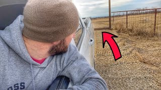 Last Chance Stop for a Bison To Escape!