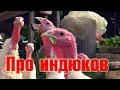 Индюки - просто доброе кино 😉 👍