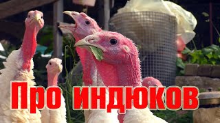 Индюки - просто доброе кино 😉 👍 Индюки - просто доброе кино 😉 👍