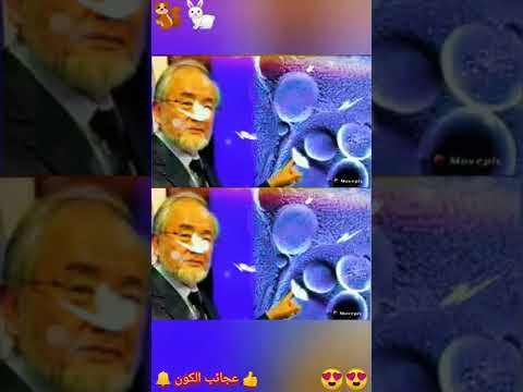 الالتهام الذاتى فى الجسم للشباب الدائم تعالوا نعرف اية هو Shorts