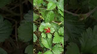 Is It Wild Strawberry? Edibility and Medicinal Benefits of Mock Strawberry.