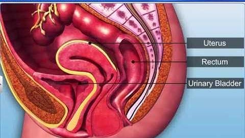 CBSE Class 12 Biology, Human Reproduction – 2, Female Reproductive System