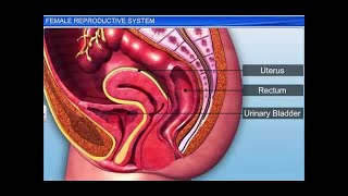 CBSE Class 12 Biology, Human Reproduction – 2, Female Reproductive System