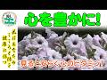ペチュニア（白＆薄いピンク）（色彩のリラックス効果）｜1ダースの色えんぴつシリーズ（ヒーリング&リラクゼーション）@oto-ebox