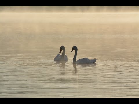 【哀愁クラシック】バレエ音楽 『白鳥の湖』Op.20 第2幕 情景 / チャイコフスキー