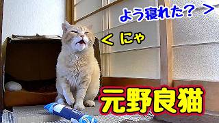 ちょっとは回復したかな？【元野良猫】【野良猫】