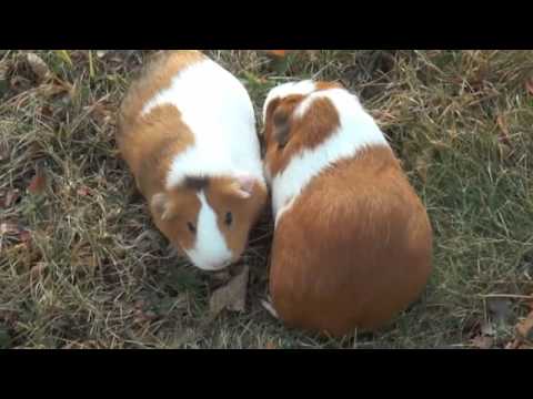 Guinea Pigs in the Wild - YouTube