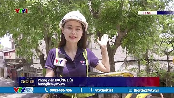 Đảm bảo an toàn cây xanh trước mùa mưa bão