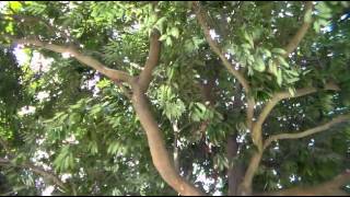 Mesua Ferrea Clusiceac