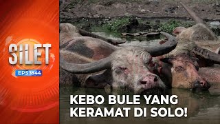 Download Lagu KEBO BULE! Beserta Fakta-faktanya Yang Keramat Di Solo | SILET MP3