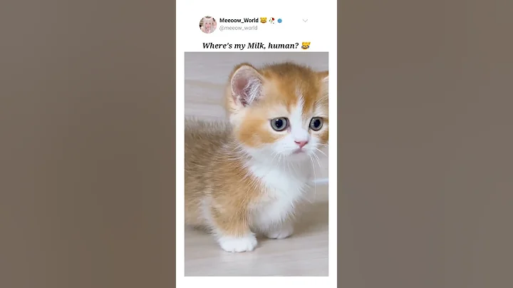 Video 10255091: cat scottish cute british, scottish cute british kitten, kitten baby cat american, baby cat american usa, cutecats american, cute cat turkish, uk british, cat kitten cutecat pets, cutecat catmeow