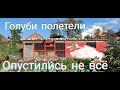 Почему Голуби летят долго Нужно или Нет?Why do Pigeons fly for a long time  Is it necessary or not?