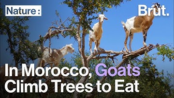 In Southwestern Morocco, Goats Climb Trees To Eat