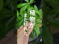 【コレするだけ】冬に植物枯らさない対処法 #観葉植物 #植物 #植物大好き #植物のある暮らし #育て方
