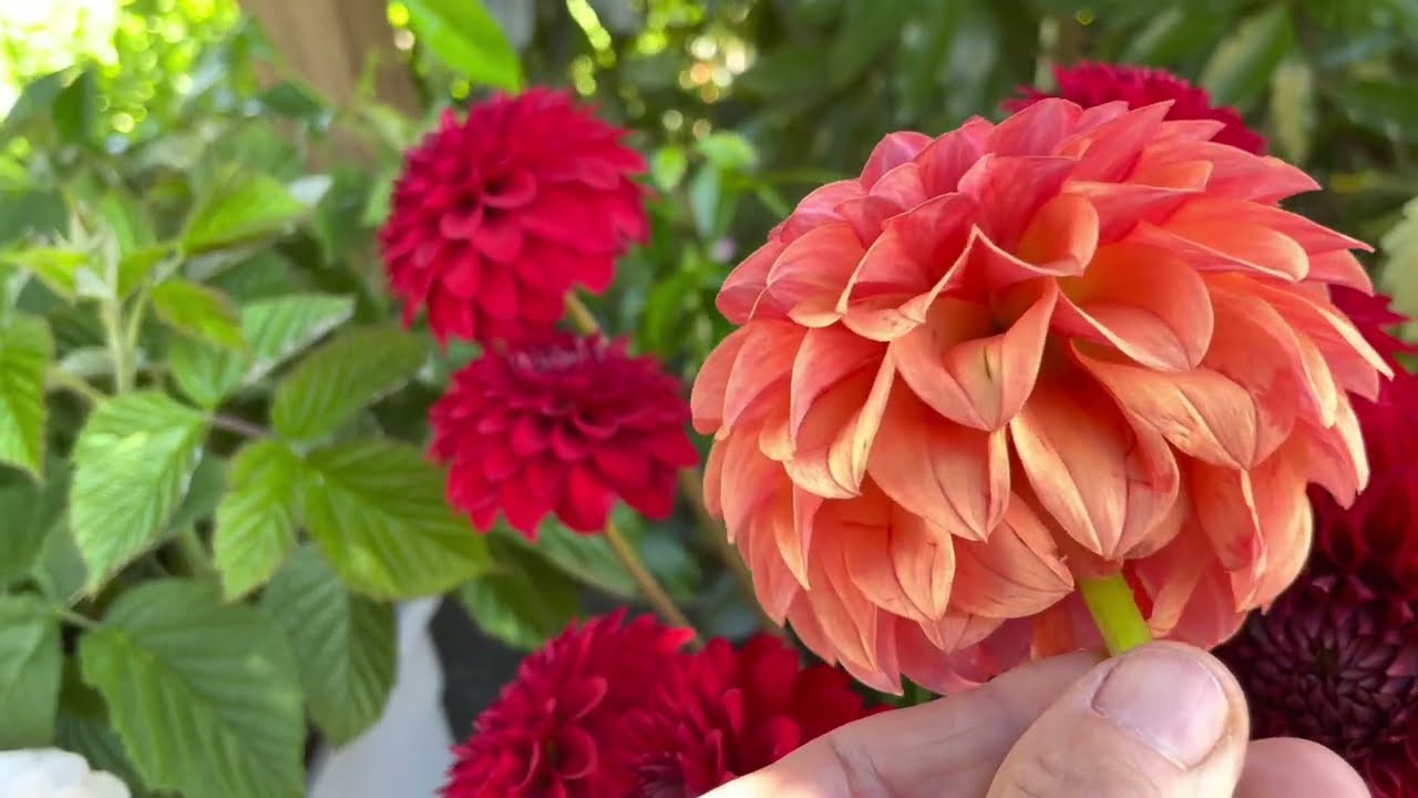 147. Looking at the First Tub of Cut Dahlias from the Patch.