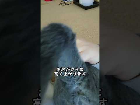 【猫動画】お尻を高くして添い寝するロシアンブルー【russianbule】#shorts　Russian Blue sleeping with her butt raised
