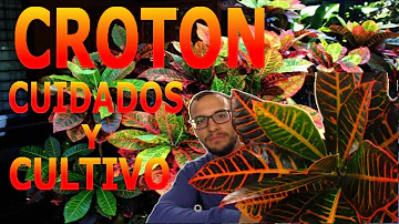 Como cuidar de um cróton?