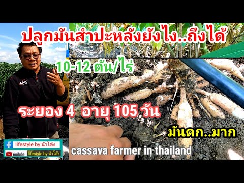 เทคนิคการปลูกมันสำปะหลัง.ให้หัวดก ใหญ่ พันธุ์ ระยอง 4  # cassava farmers in thailand