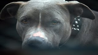 Wake County Animal Center Lowers Adoption Fee For National Pit Bull Awareness Month