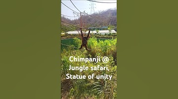 Chimpanzee @ Jungle Safari, Statue of Unity #statueofunity