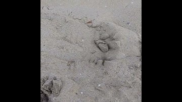 Test vryhof Stevshark Rex anchor (scale 1,/50)