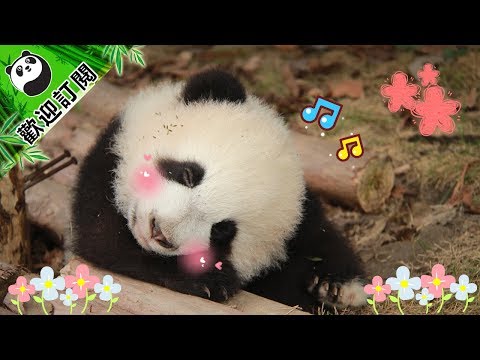 《熊貓主題趴》就不信你不打哈欠！ | iPanda熊貓頻道