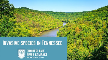 Invasive Species in Tennessee