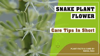 Snake Plant Flower || Seeds, Germination and Plant Care Tips || By Rahul Rao