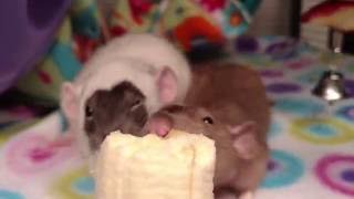 Happy Rats Eating Banana