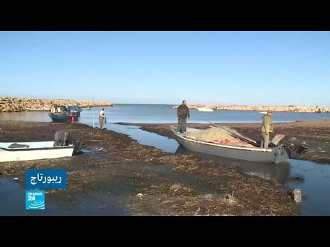 ليبيا صيادو تاجوراء بدون عمل منذ أشهر بسبب الأعشاب البحرية