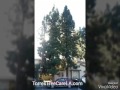 Removal of 7 Pune trees in Downey CA
