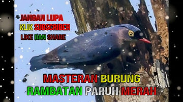 Rambatan paruh merah gacor MASTERAN murai batu, cucak ijo dan kacer dll