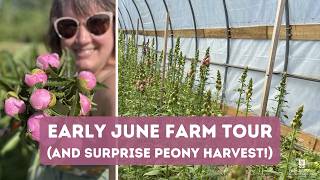 Early June Farm Tour + Surprise Peony Harvest! // What's blooming on the farm!