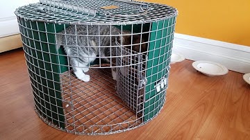 Learning how to use the tomahawk roundhouse trap, with Helen as the example